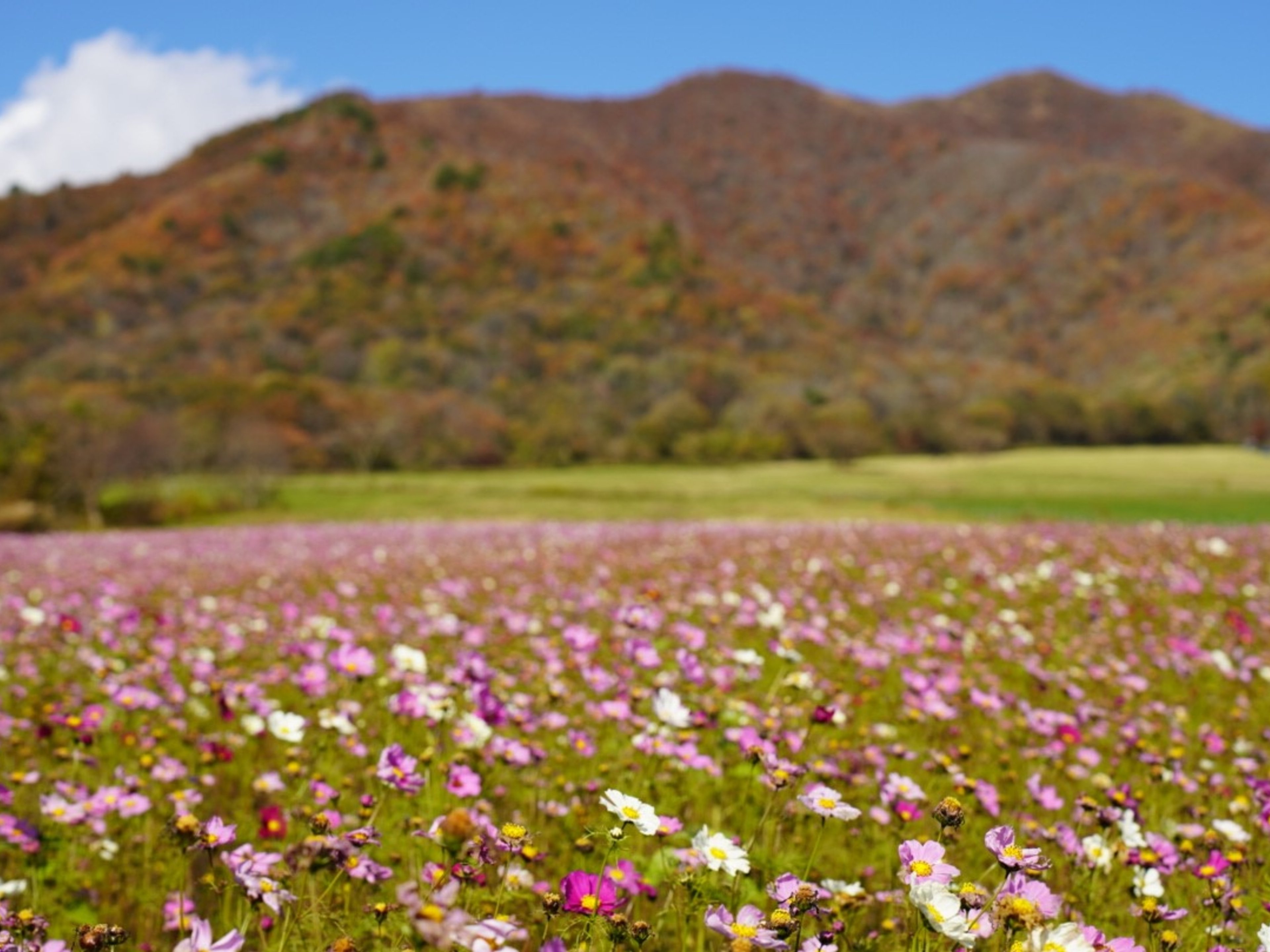 フェアフィールド･バイ･マリオット･岡山蒜山高原のイメージ