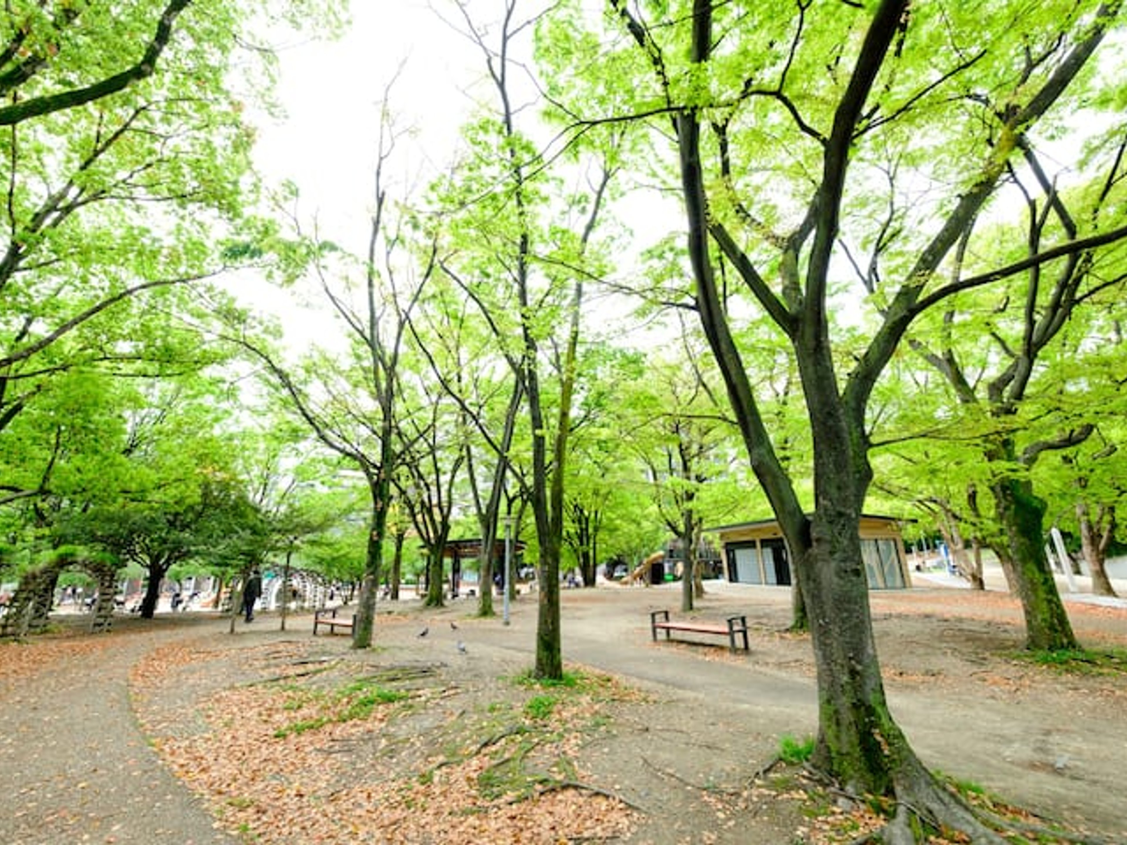 ZOOM江坂公園のイメージ
